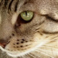 The Cat Lady