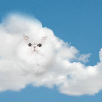 GA Test-img